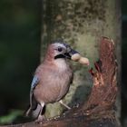 Der Waldpolizist