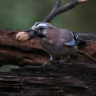 Der Waldpolizist