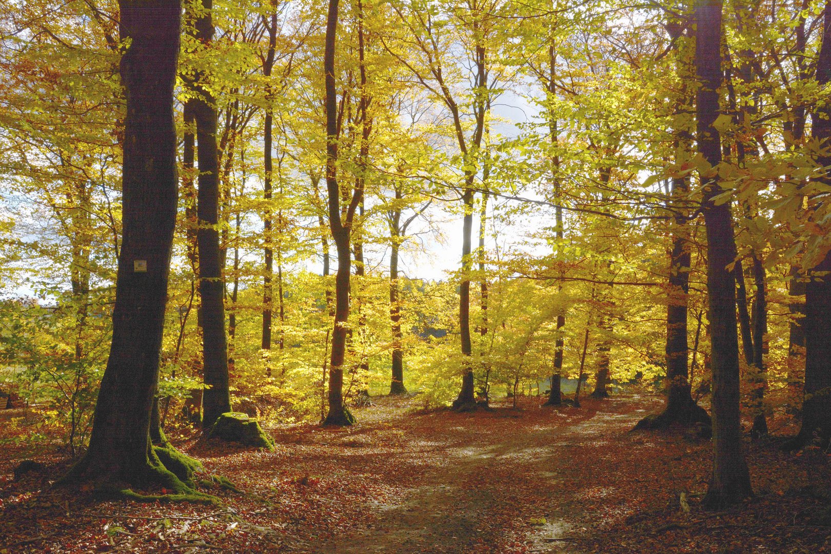 Der Waldrand in Herbstfarben heute