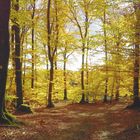 Der Waldrand in Herbstfarben heute