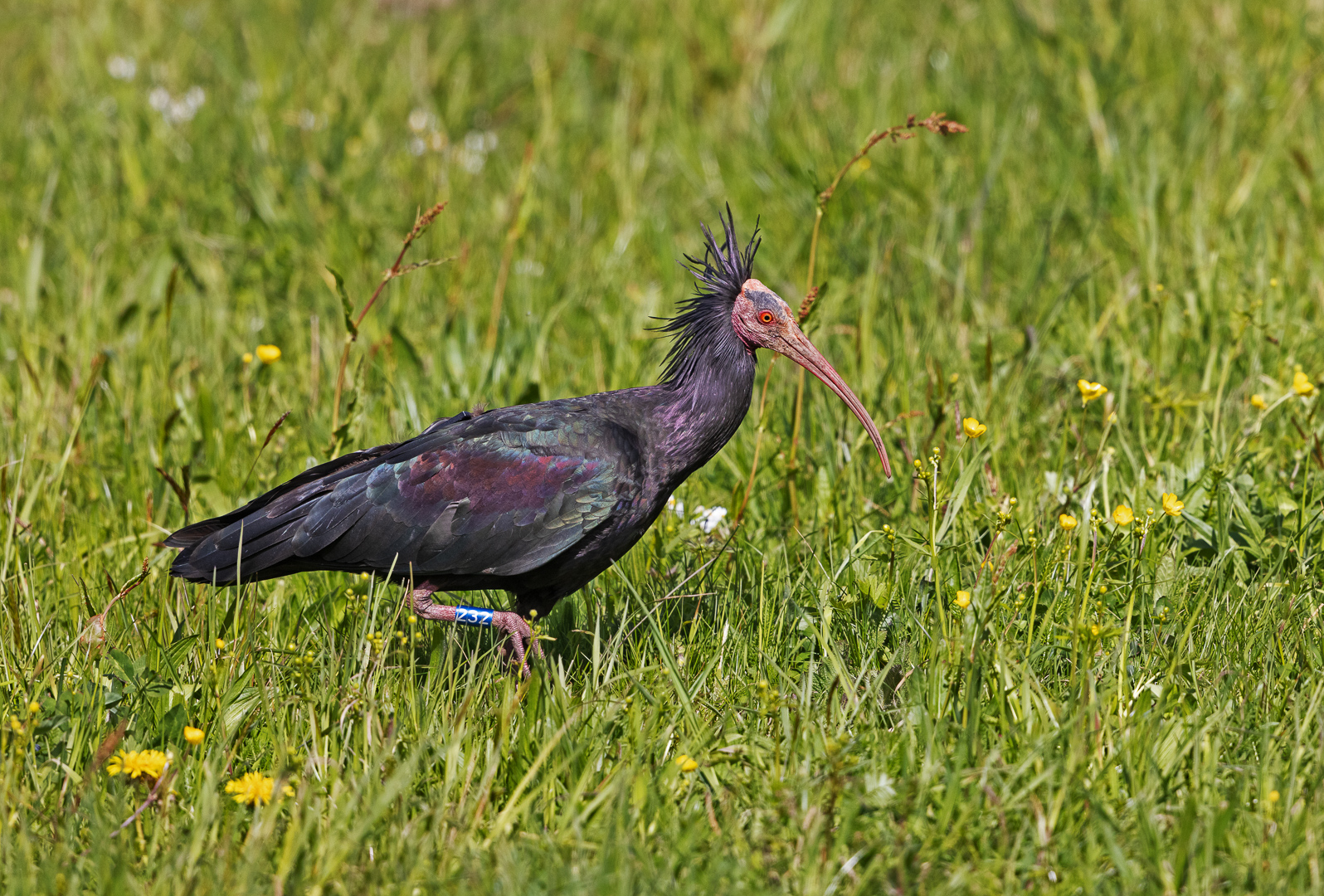 Der Waldrapp ...