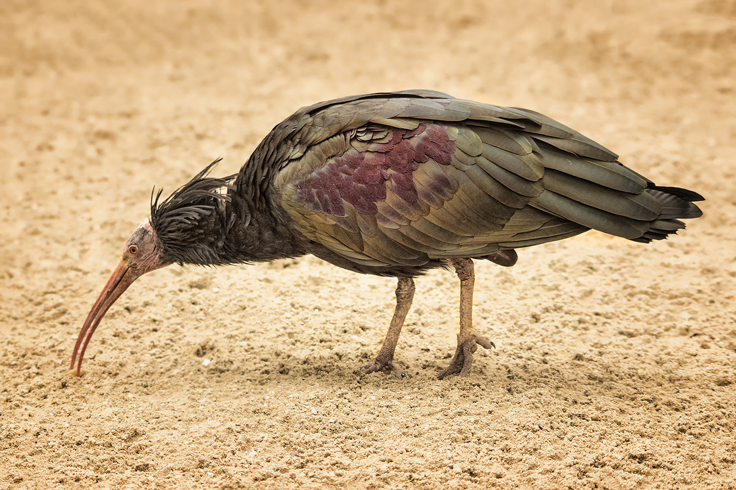 Der Waldrapp