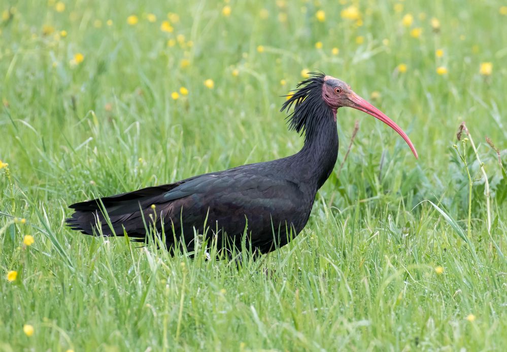 Der Waldrapp