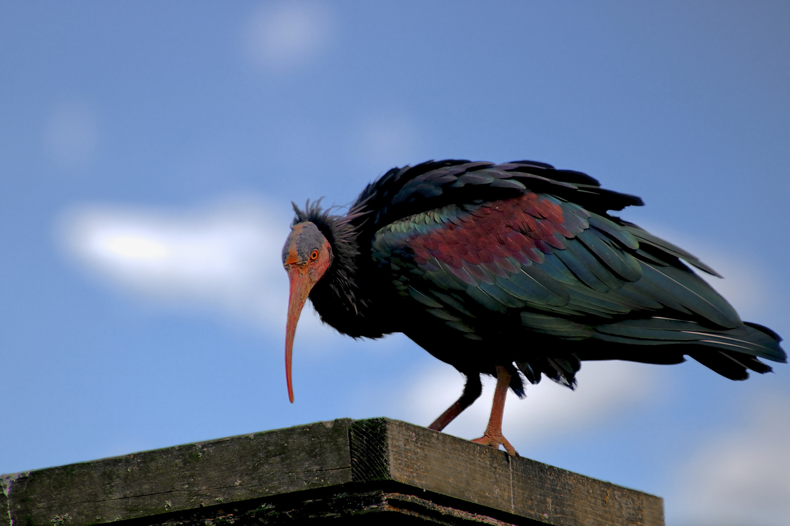 Der Waldrapp 