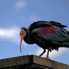 Der Waldrapp 