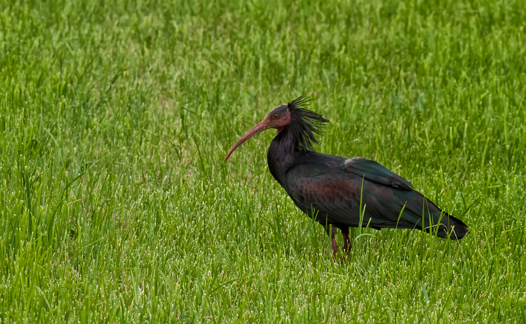 Der Waldrapp