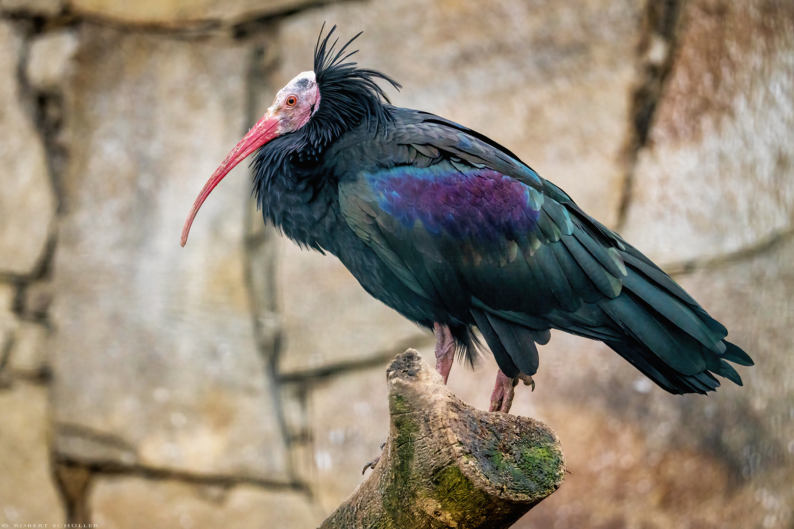  Der Waldrapp: Ein Glücksbringer  für 2023