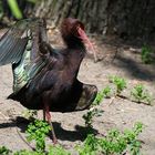 Der Waldrapp (Geronticus eremita)...