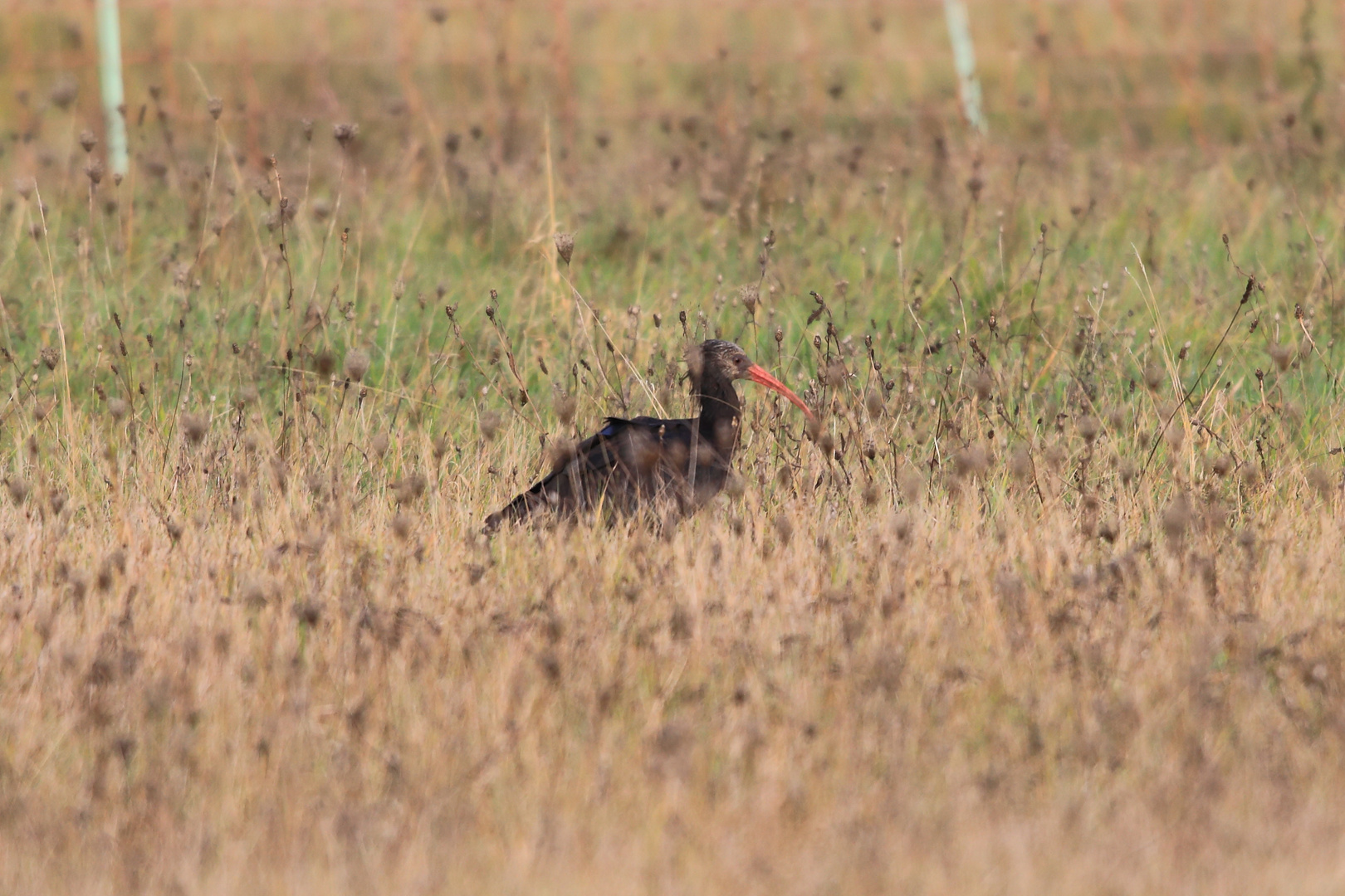 Der Waldrapp in Südhessen