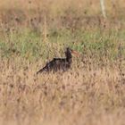 Der Waldrapp in Südhessen