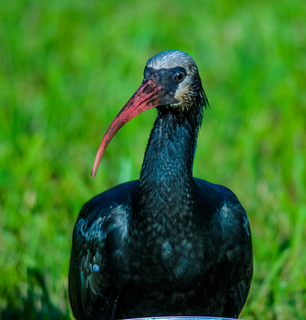 der Waldrapp soll wieder heimisch werden