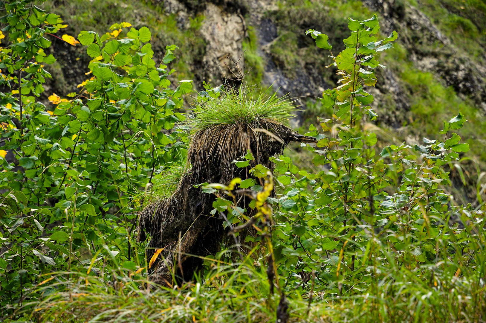 Der Waldschrat