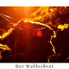 Der Waldschrat