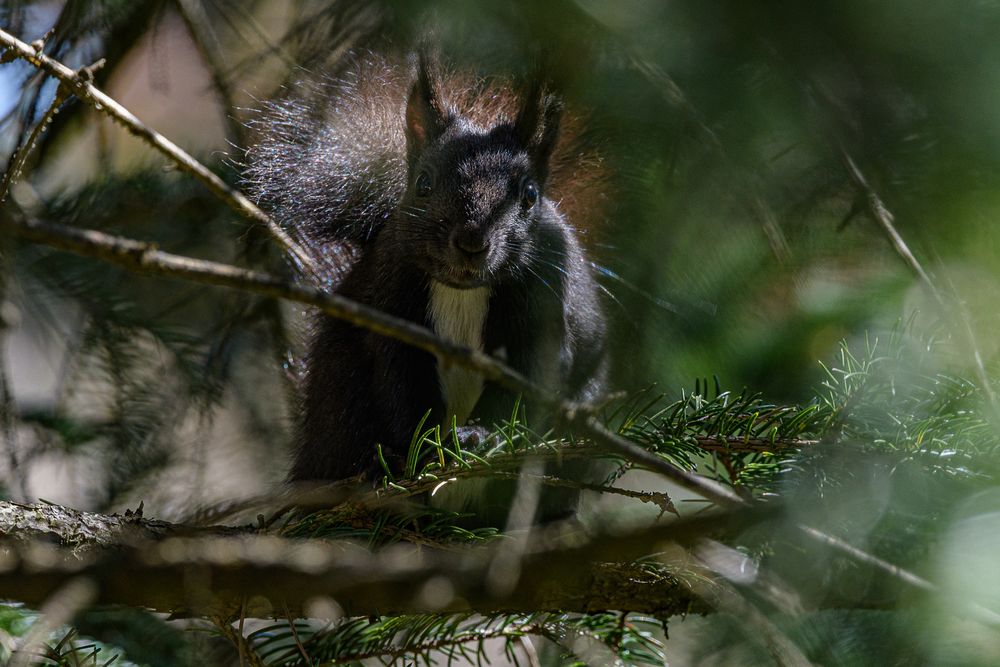 Der Waldschrat