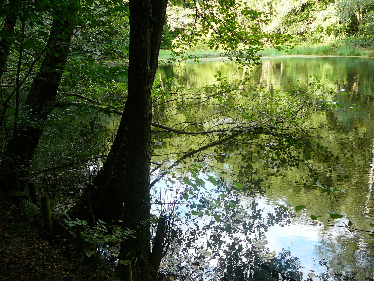 der Waldsee