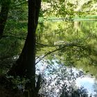 der Waldsee