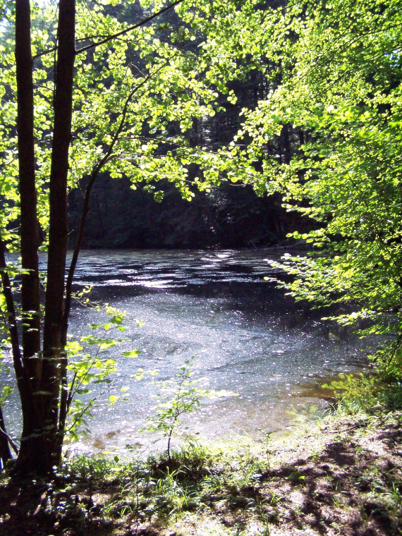 Der Waldsee