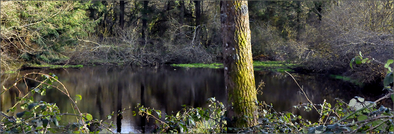 der Waldsee ....