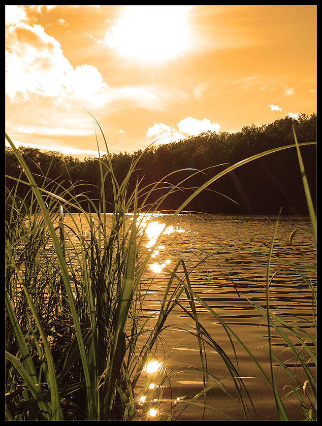 Der Waldsee