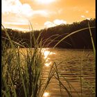 Der Waldsee