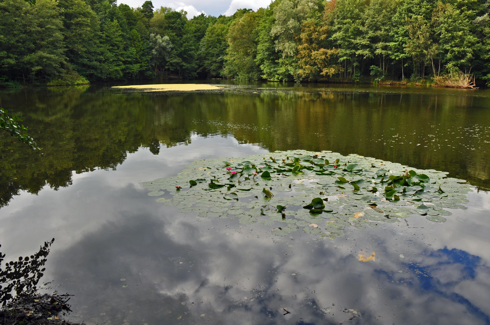 Der Waldsee Foto &amp; Bild | landschaft, bach, fluss &amp; see, see, teich ...