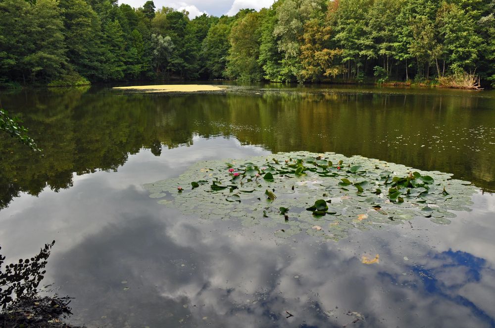 Der Waldsee