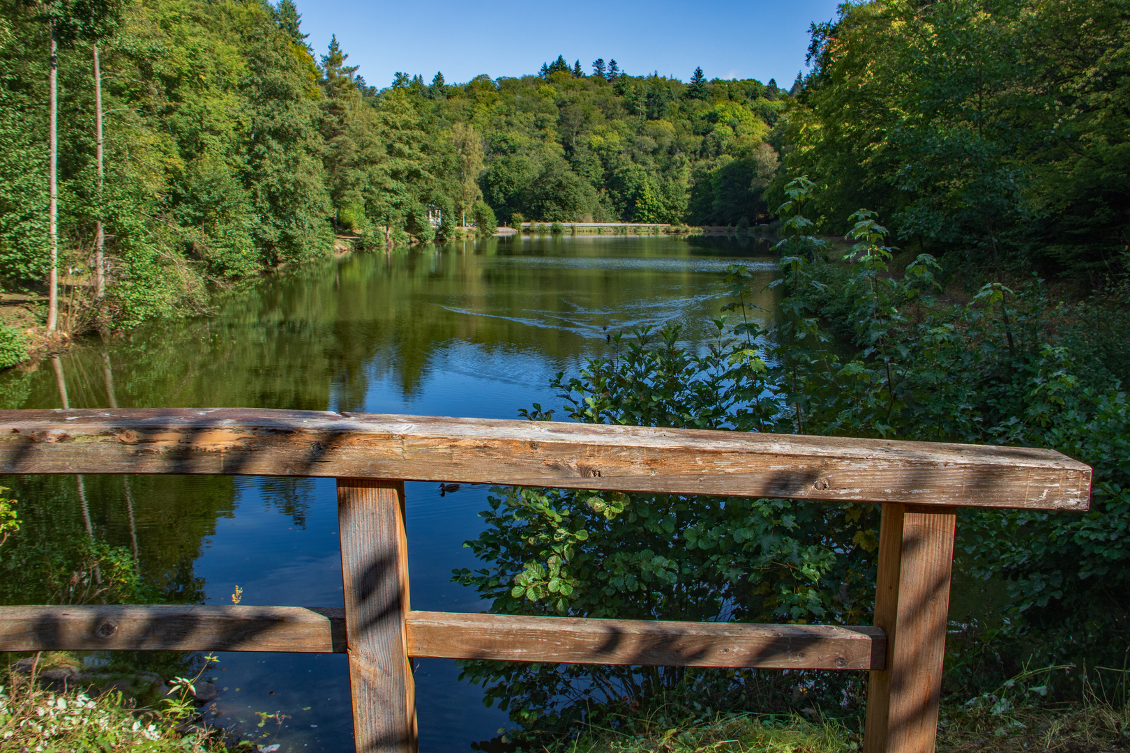 Der Waldsee im Taunus 