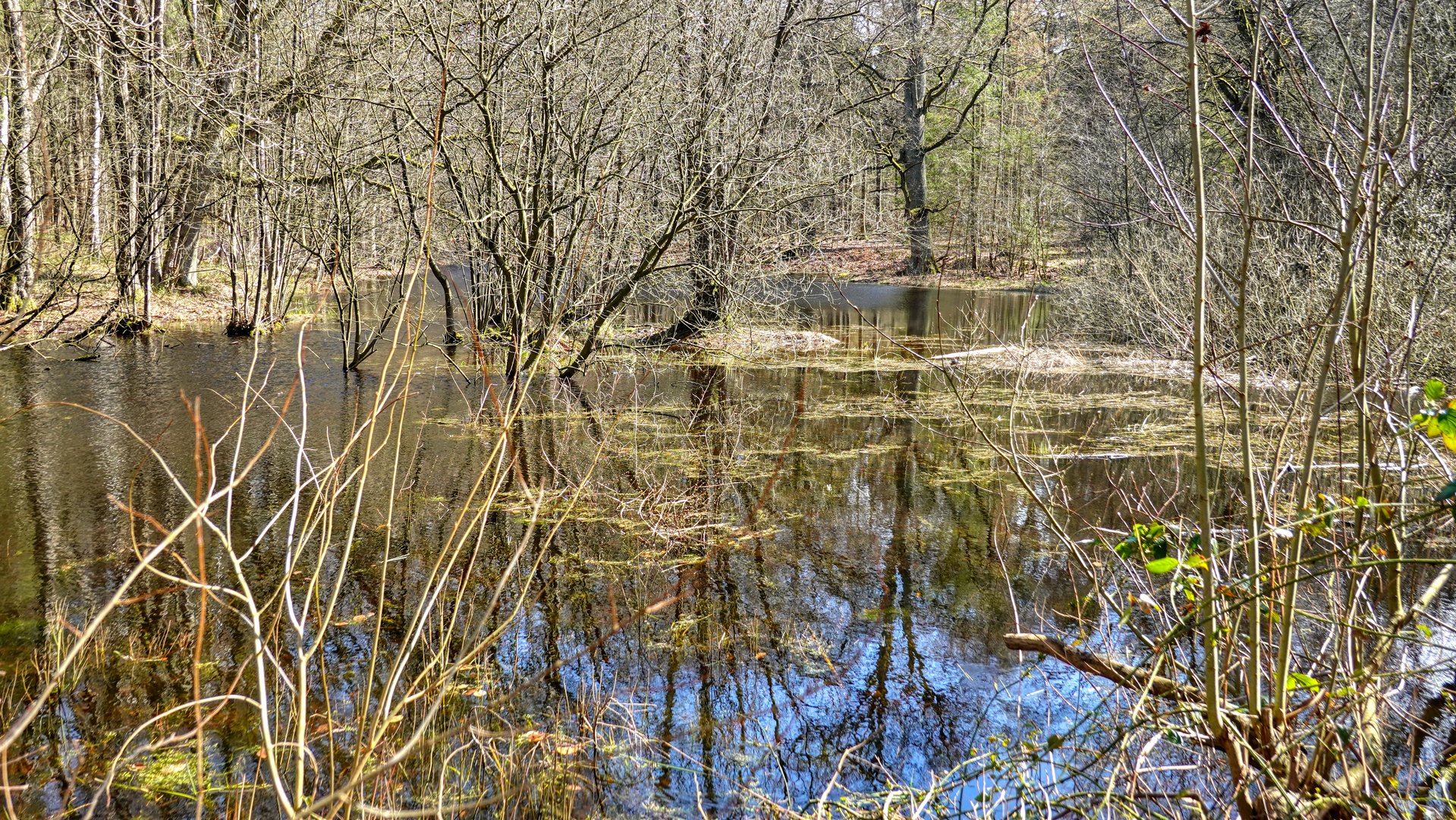 Der Waldsee im Vorfrühling