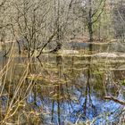 Der Waldsee im Vorfrühling