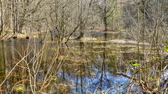 Der Waldsee im Vorfrühling