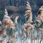 Der Waldsee in der Morgensonne .......