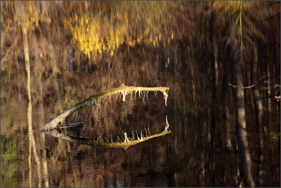 Der Waldseewächter