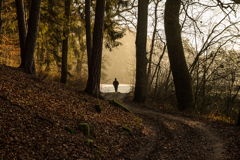 Der Waldspaziergänger