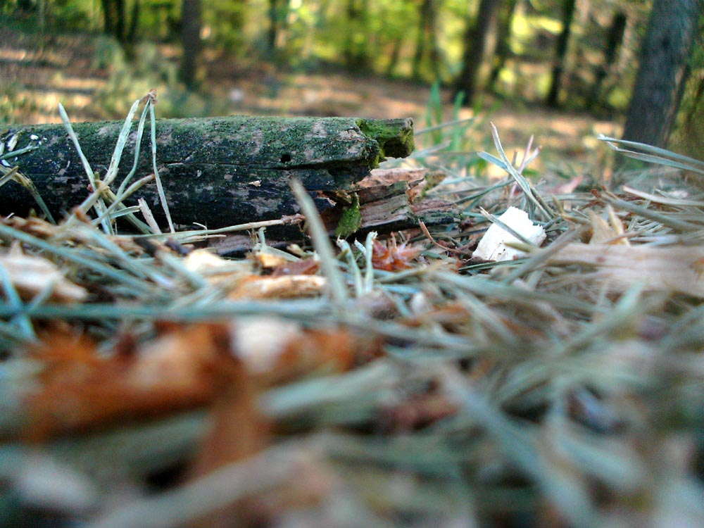 Der Waldspaziergang