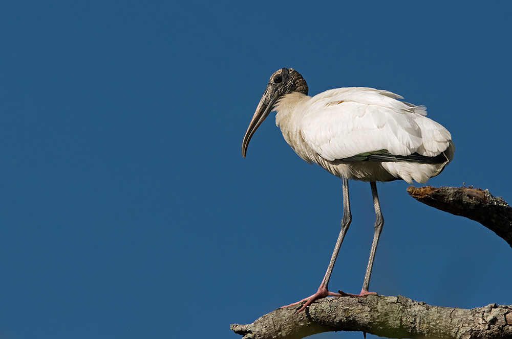 Der Waldstorch...