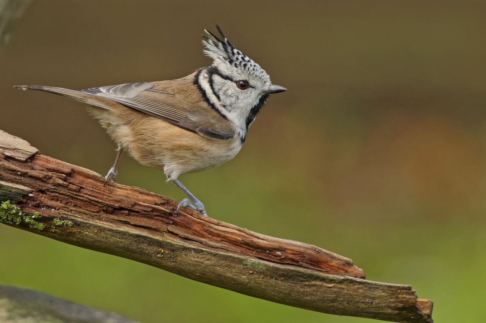 Der Waldsurfer