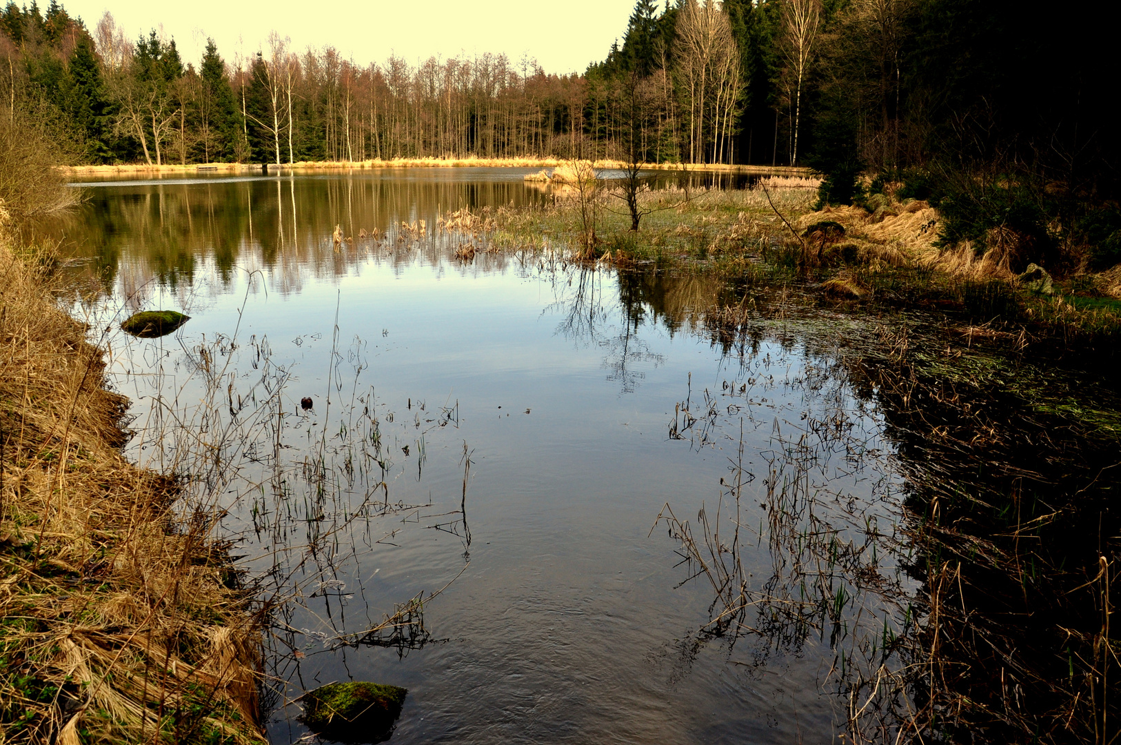 Der Waldteich ...