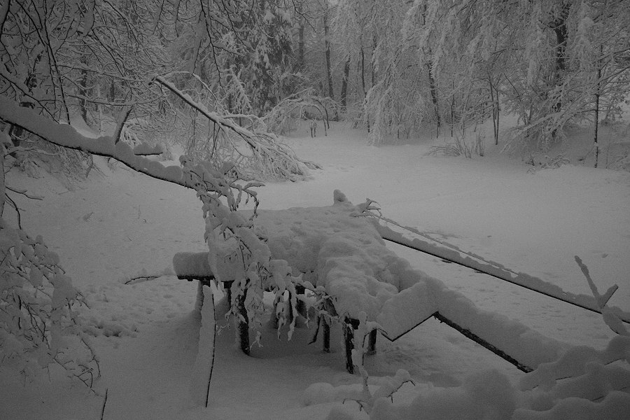 Der Waldteich im Winter