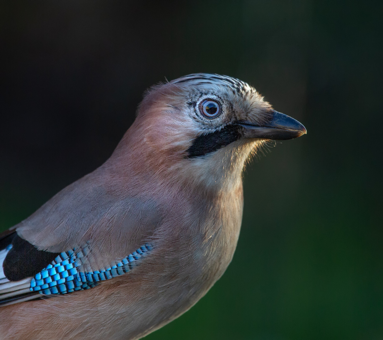 Der Waldwächter 