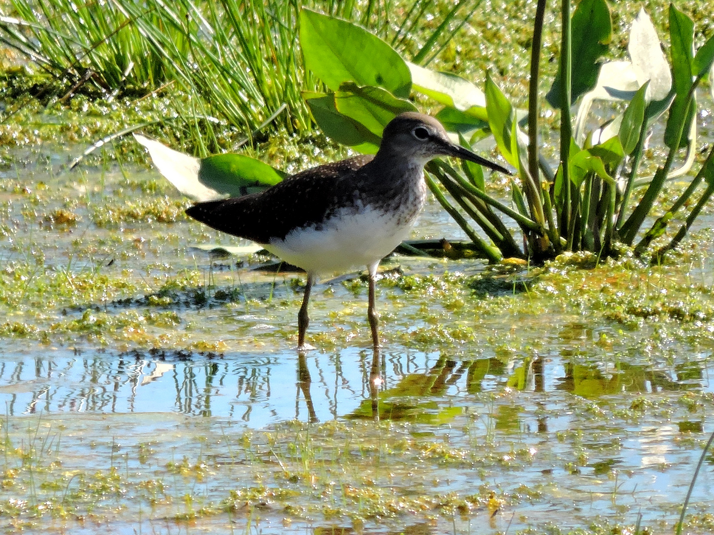 Der Waldwasserläufer