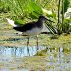 Der Waldwasserläufer