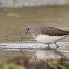 Der Waldwasserläufer (Tringa ochropus) 