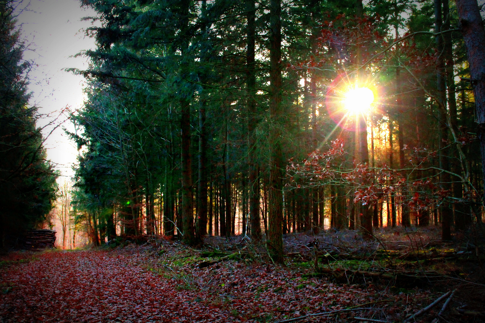 Der Waldweg