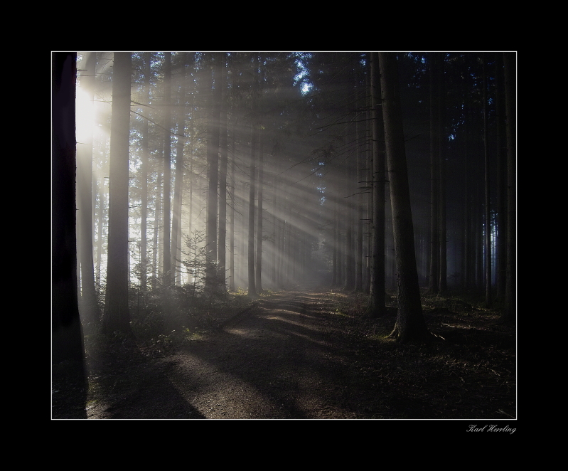 der Waldweg