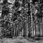 Der Waldweg