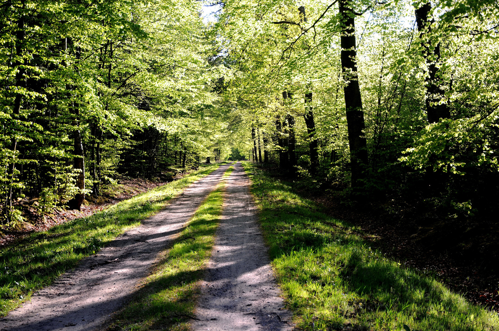 der Waldweg 1