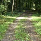 Der Waldweg