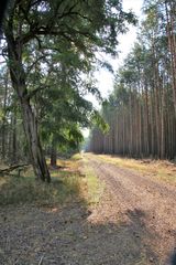 Der Waldweg