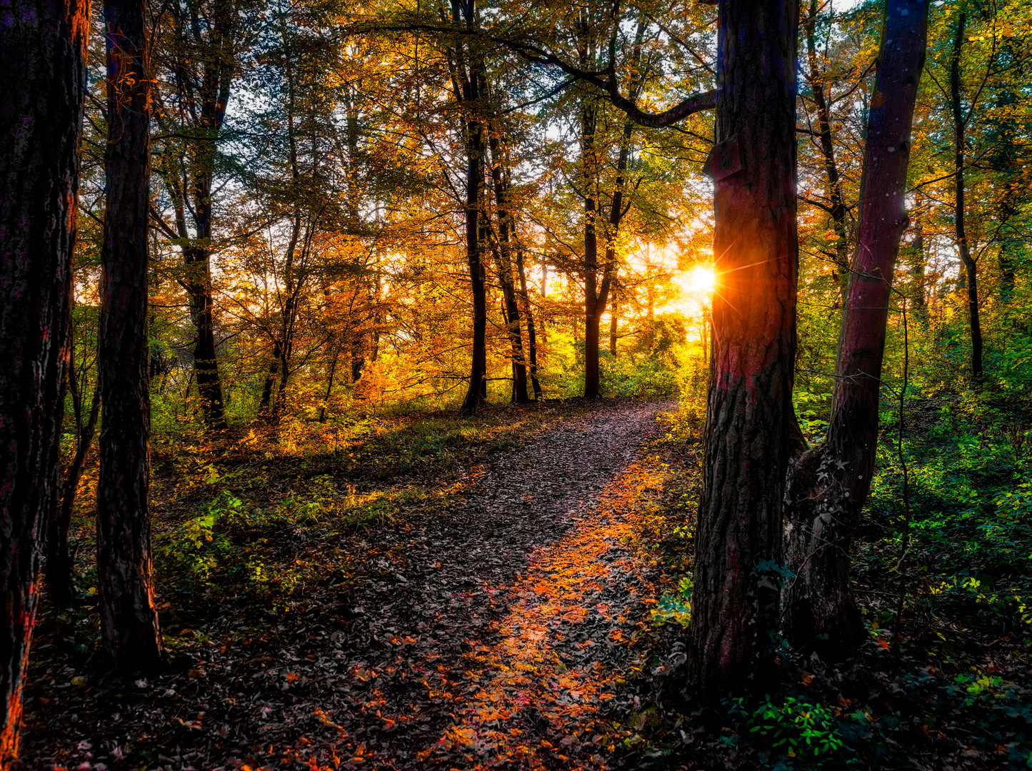 Der Waldweg