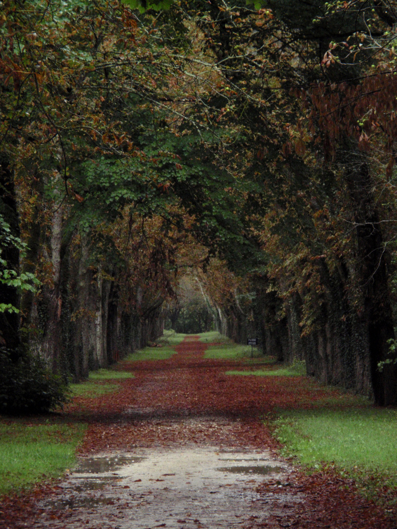 Der Waldweg